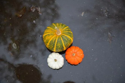 Different pumpkins lying in a puddle after the rain Foto stock
