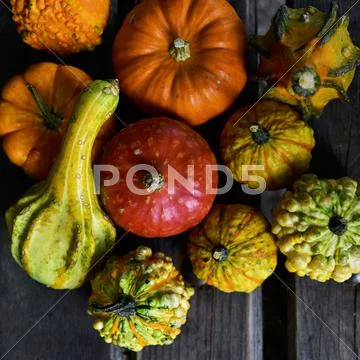 Different pumpkins Stock Photos