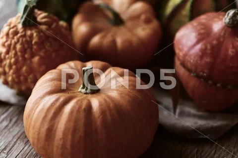 Different pumpkins Stock Photos