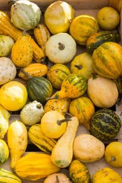 Different pumpkins Stock Photos