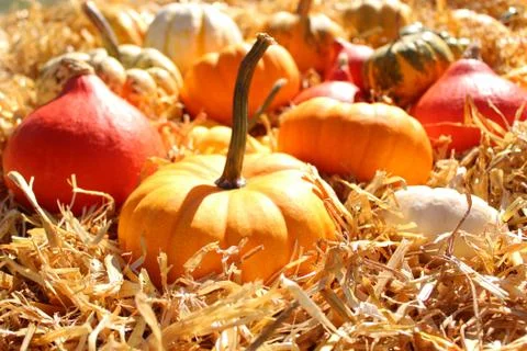 Different pumpkins on straw Stock Photos