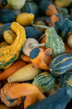 Different Pumpkins on with wings Stock Photos