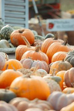 Different pumpkins in a wooden crate Stock Photos