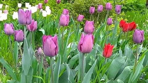 Different red and purple, white tulips on the flowerbed Stock Footage 107416307