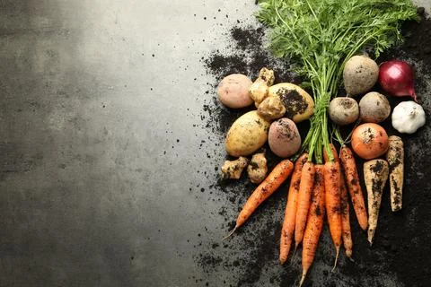Different root vegetables and soil on grey table, flat lay. Space for text Stock Photos