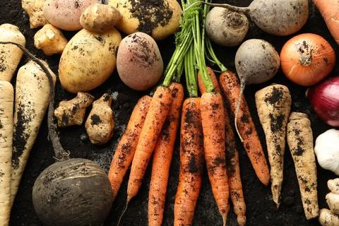 Different root vegetables and soil on grey table, flat lay Stock Photos
