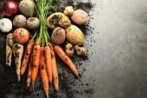 Different root vegetables and soil on grey table, flat lay. Space for text Stock Photos
