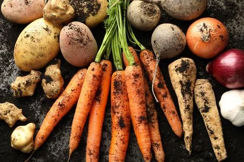 Different root vegetables and soil on grey table, flat lay Stock Photos