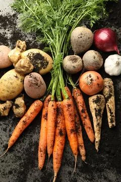 Different root vegetables and soil on grey table, flat lay Stock Photos