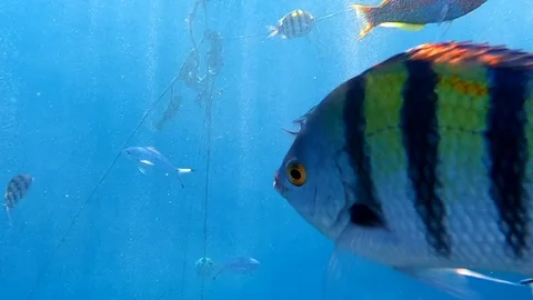 Different School of fish in Red Sea swim next to the camera Stockbeeldmateriaal 123380569