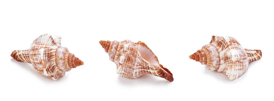 Different sea conch shells in a row. Stock Photos