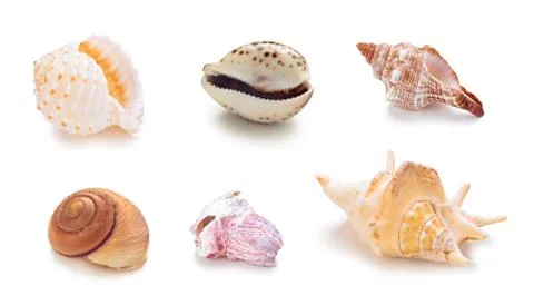 Different sea conch shells in a row. Stock Photos