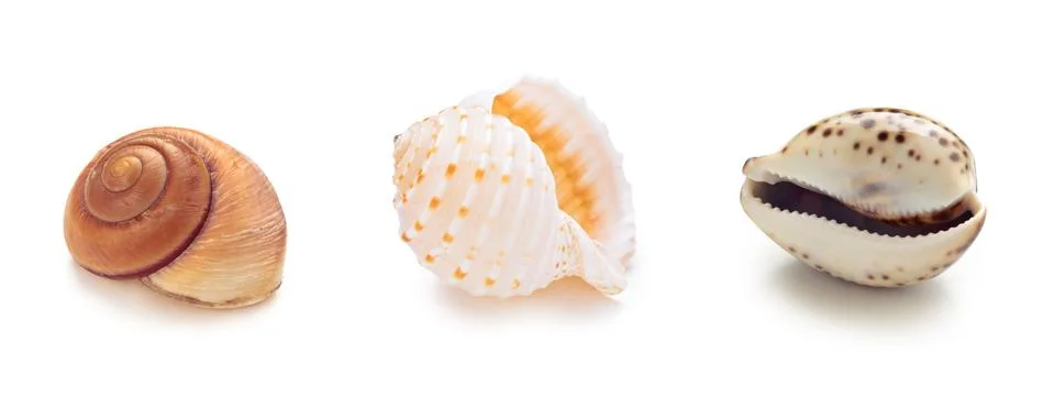 Different sea conch shells in a row. Stockfoto's