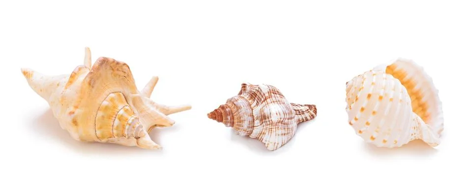 Different sea conch shells in a row. Stock Photos
