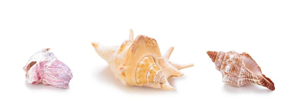 Different sea conch shells in a row. Stock Photos