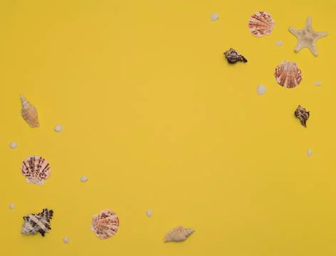 Different sea shells and starfish on bright yellow background. Summer time, m Stock Photos