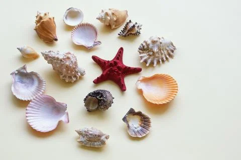 Different sea shells and starfish. Copy space. Summer holidays and travel b.. Stock Photos