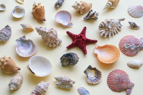 Different sea shells and starfish on yellow background Stock Photos