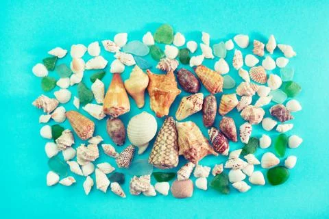Different sea shells on blue background Top view flat lay Stock Photos