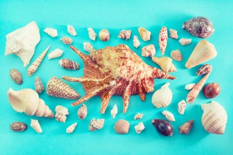 Different sea shells on blue background Top view flat lay Foto stock