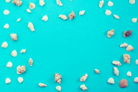 Different sea shells on blue background Top view flat lay Stock Photos