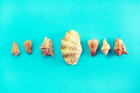 Different sea shells on blue background Top view flat lay Stock Photos