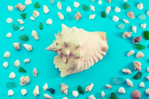 Different sea shells on blue background Top view flat lay Stock Photos