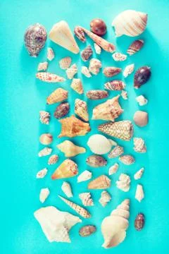 Different sea shells on blue background Top view flat lay Stock Photos