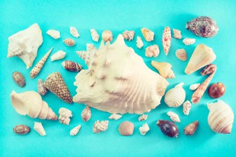 Different sea shells on blue background Top view flat lay Stock Photos