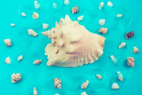 Different sea shells on blue background Top view flat lay Stock Photos