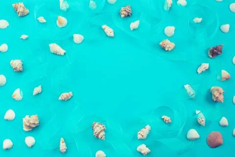 Different sea shells on blue background Top view flat lay Stock Photos