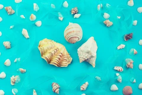 Different sea shells on blue background Top view flat lay Stock Photos