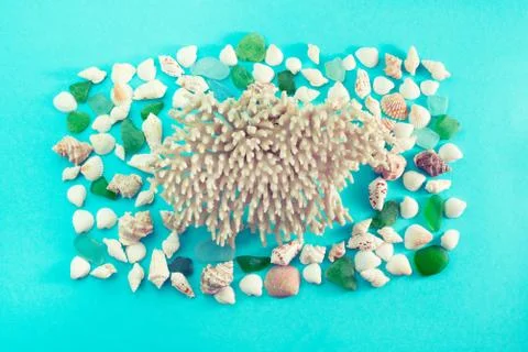Different sea shells on blue background Top view flat lay Stock Photos