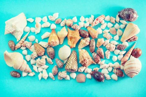 Different sea shells on blue background Top view flat lay Stock Photos