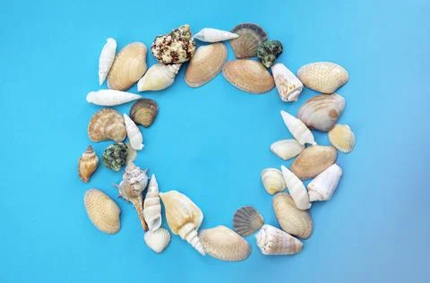 Different sea shells on a blue background. The concept of a beach sea holiday Stock Photos