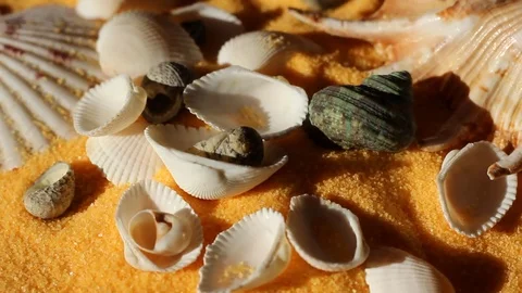 Different sea shells fall on the sand 動画素材 77058130