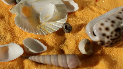 Different sea shells fall on the sand Stock Footage 77058135