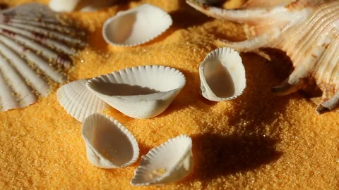 Different sea shells fall on the sand Stock Footage 77058142