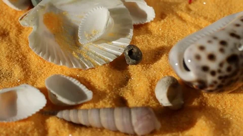 Different sea shells fall on the sand Stock Footage 77058143
