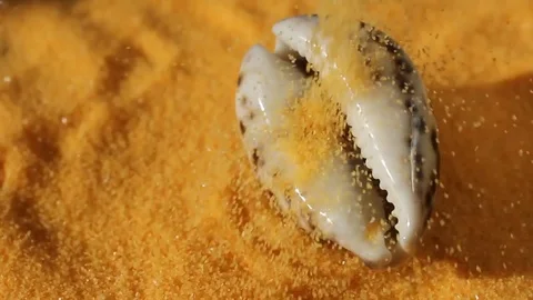 Different sea shells fall on the sand Stock Footage 77058152