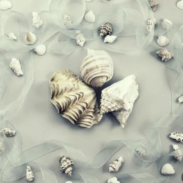 Different sea shells on gray background Top view flat lay Stock Photos