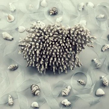 Different sea shells on gray background Top view flat lay Stock Photos