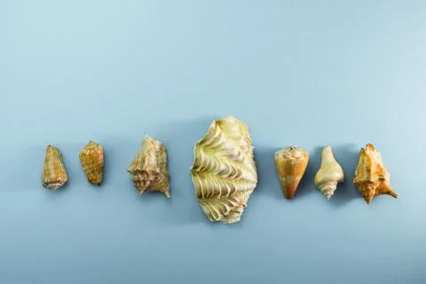 Different sea shells on gray background Top view flat lay Stock Photos