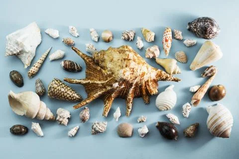 Different sea shells on gray background Top view flat lay Stock Photos