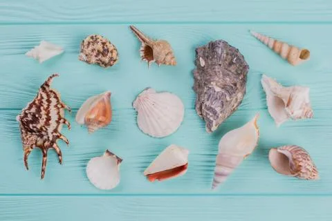 Different sea shells on turquoise background. Stock Photos
