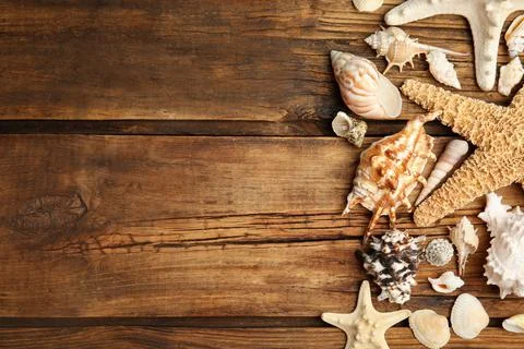 Different sea shells on wooden table, flat lay. Space for text 写真素材