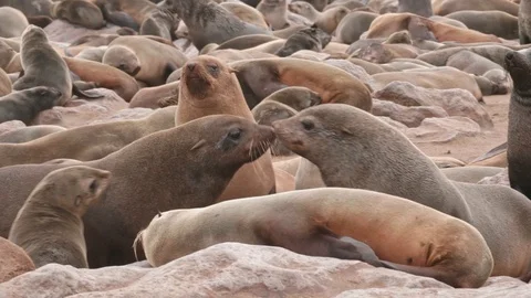Different seals fighting and discussing on slow motion Video stock 93751650