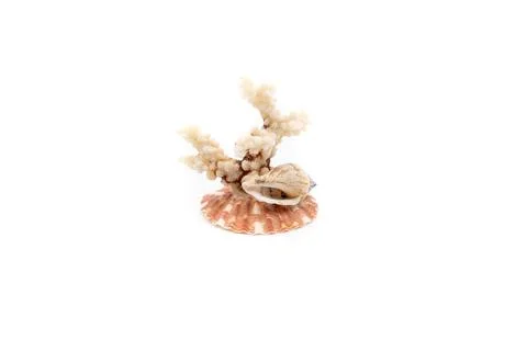 Different seashells caught from the beach, coral Stock Photos