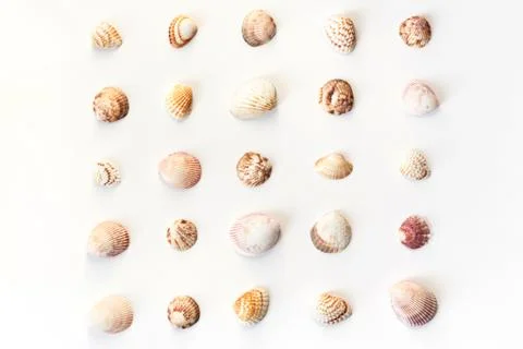 Different seashells pattern isolated on white background. Top view, flat lay Stock Photos