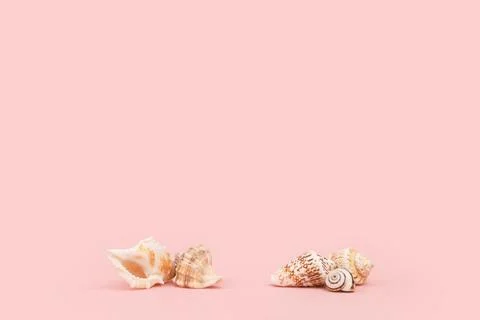 Different seashells on pink background. Place for product presentation Stock Photos